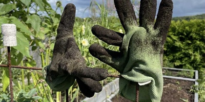 Två smutsiga trädgårdshandskar sitter på metallpinnar i en grönskande trädgård under blå himmel med moln.