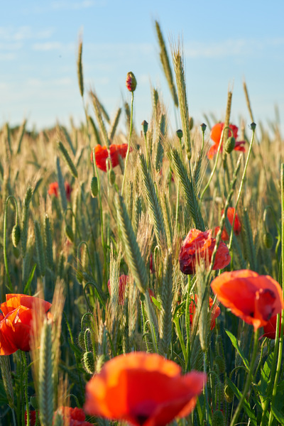 Närbild av vallmoblommor och gröna sädesax på en sommaräng under blå himmel.