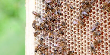 Närbild av bin som arbetar på en bikaka fylld med hexagonala celler.