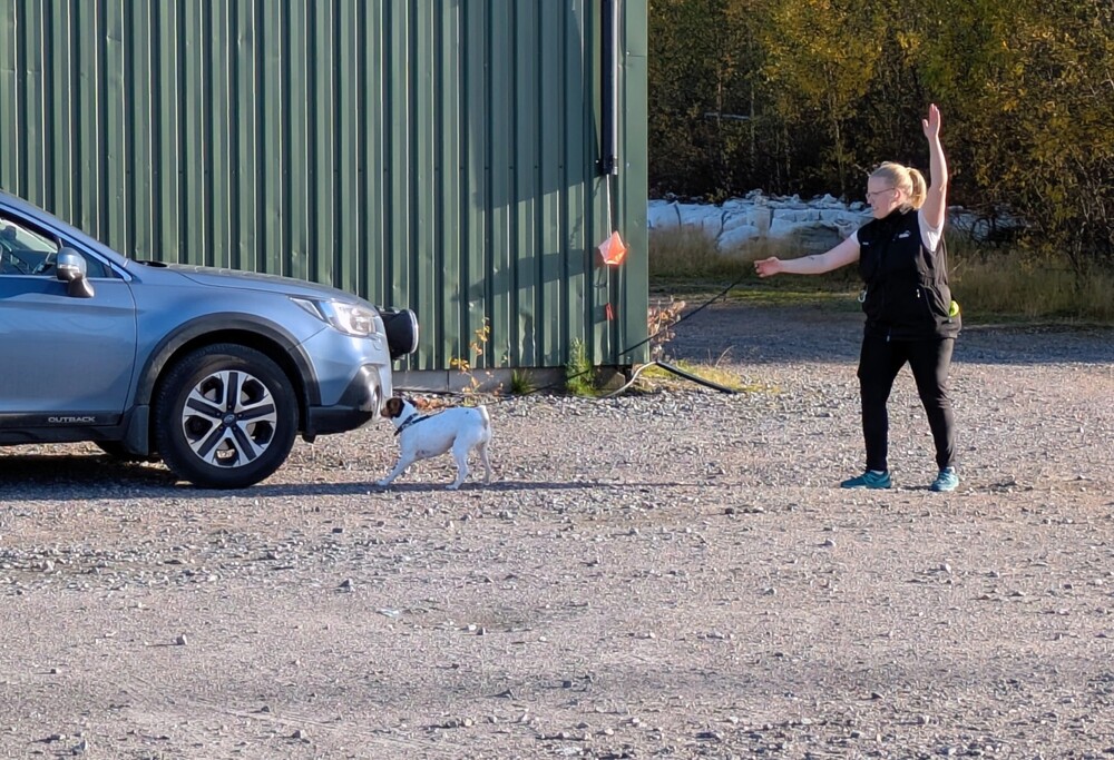 En person tränar en liten vit hund utomhus bredvid en blå bil och en grön byggnad.
