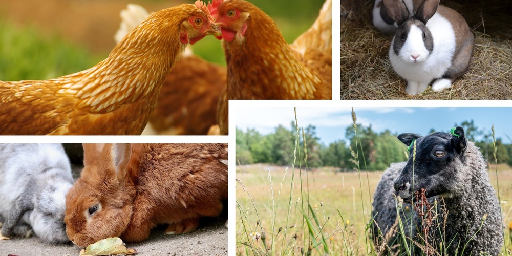 Flera lantbruksdjur, inklusive höns, kaniner och ett får, i olika utomhusmiljöer.