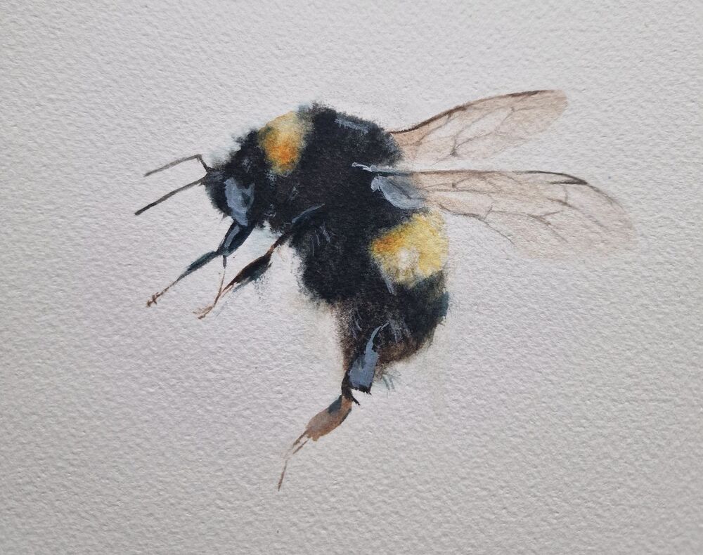 Akvarellmålning av en humla med gula och svarta ränder på vit bakgrund.