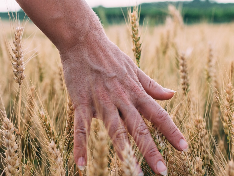 En hand rör vid gyllene vetestrån på ett fält under en ljus sommardag.
