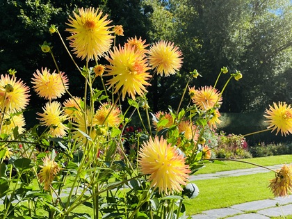 Växter och blommor i Örebro stadspark - En miljö för gemenskap