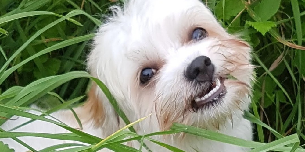En liten vit hund ligger i högt gräs och omges av gröna växter utomhus.