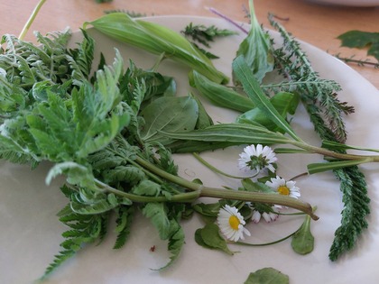 örter blad blommor, närbild på plockade växter liggandes ett vitt runt bord