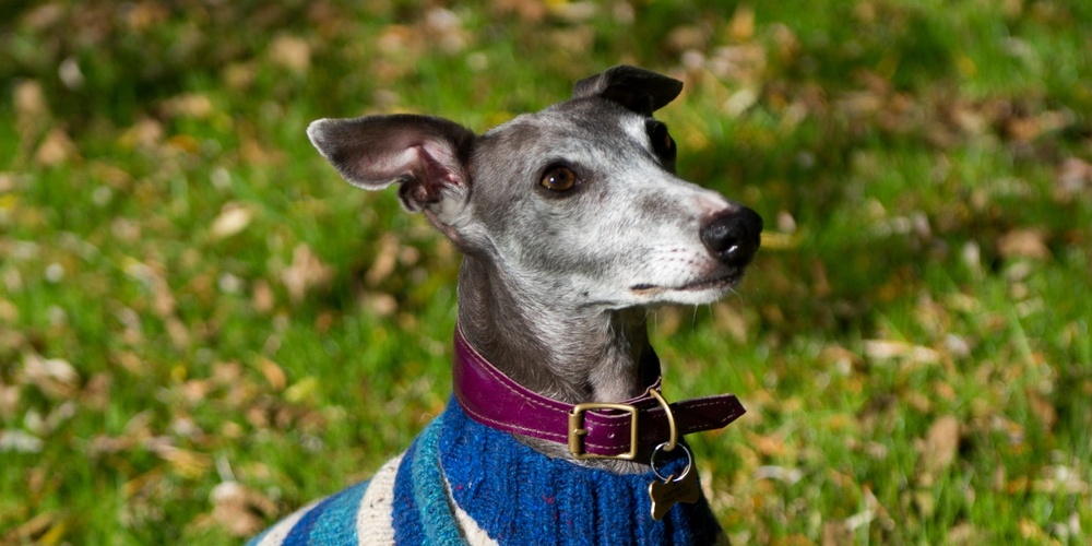 En grå vinthund med blåvit randig tröja sitter på gräset utomhus.