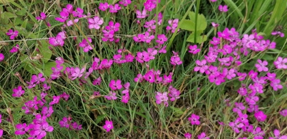 Små, lila-rosa blommor växer tätt i gräsig naturmiljö.