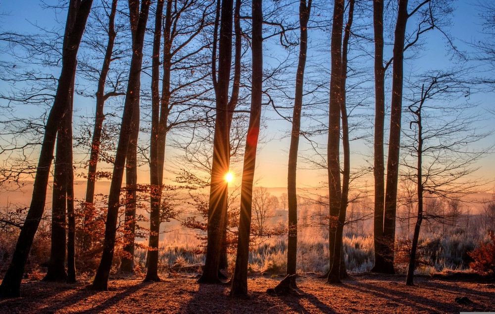 Soluppgång i en skog med höga, nakna träd och frost på marken.