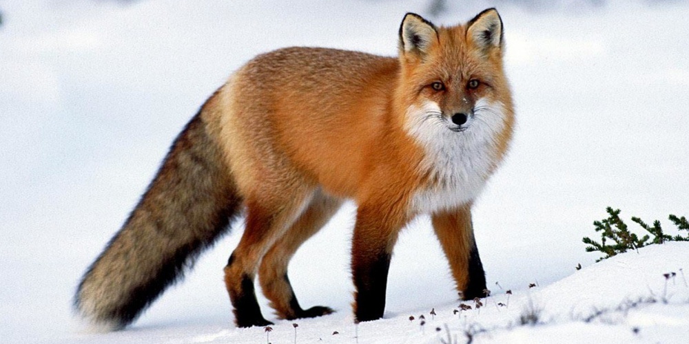 En röd räv står på snötäckt mark med skog i bakgrunden.