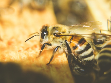 Närbild på flera bin som sitter på en bikaka.