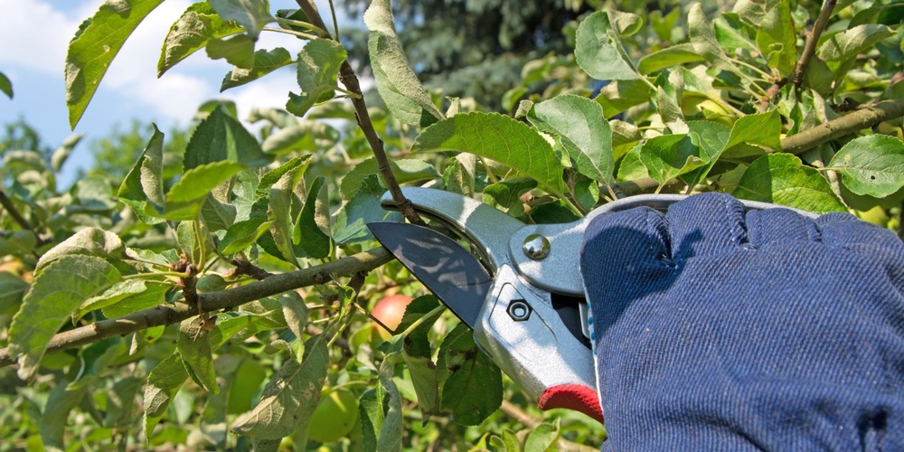 En hand med blå handske beskär en gren med sekatör i en grönskande trädgård.