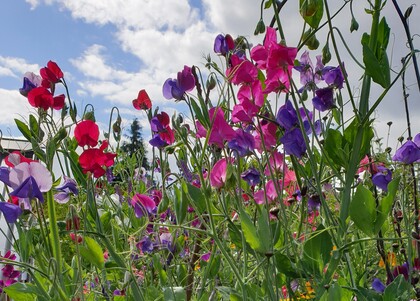Färgglada luktärtsblommor i rött, lila och rosa mot en blå himmel med moln.