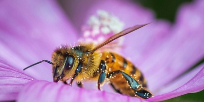 En närbild av ett bi som sitter på en lila blomma och samlar nektar.