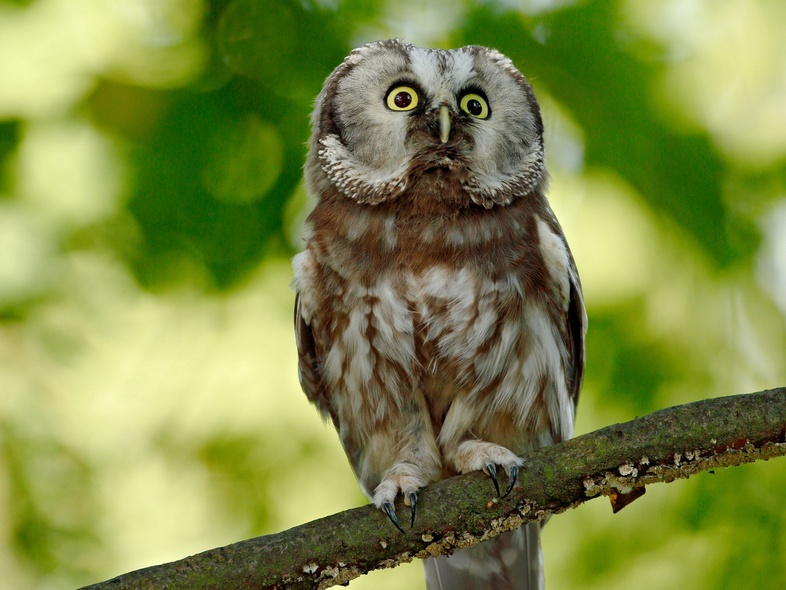 En uggla sitter på en gren med suddig grön bakgrund av löv.