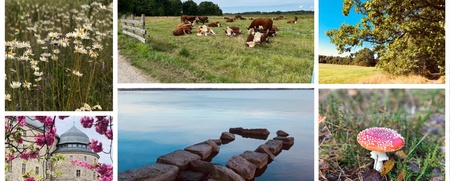 Kollage med sommaräng, kor på bete, ekträd, slott med blommor, brygga i sjö och flugsvamp i gräs.