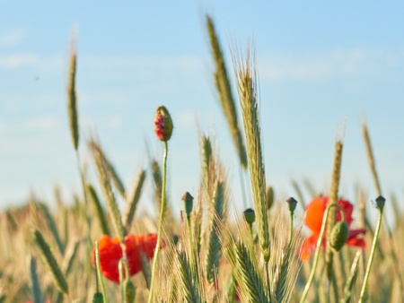 Närbild av vallmoblommor och gröna sädesax på en sommaräng under blå himmel.