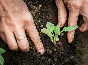 Två händer planterar en liten grön planta i mörk jord utomhus.
