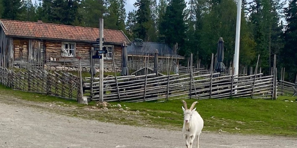 Två getter går på en grusväg framför en gammal träbyggnad och ett staket, omgiven av tallskog.