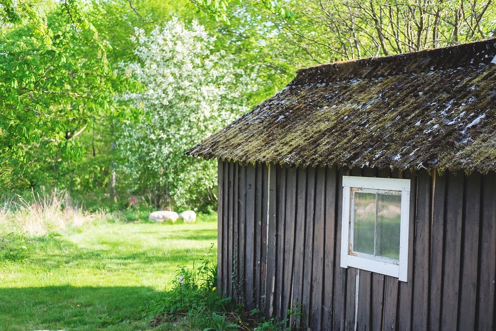 En gammal träbod med mossigt tak står i en grönskande trädgård, får syns i bakgrunden.