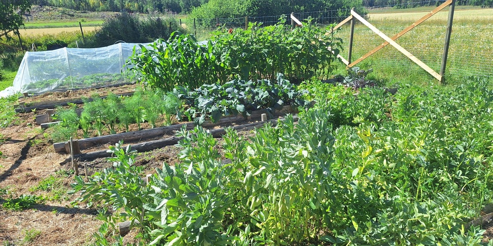 En grönskande köksträdgård med olika grönsaker i upphöjda bäddar, omgiven av stängsel och natur.