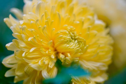 Närbild av en gul blomma med mjuka, tätt sittande kronblad mot suddig grön bakgrund.