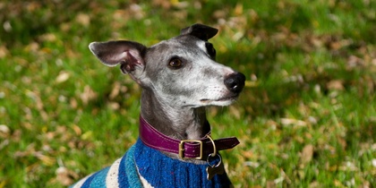 En grå vinthund med blåvit randig tröja sitter på gräset utomhus.