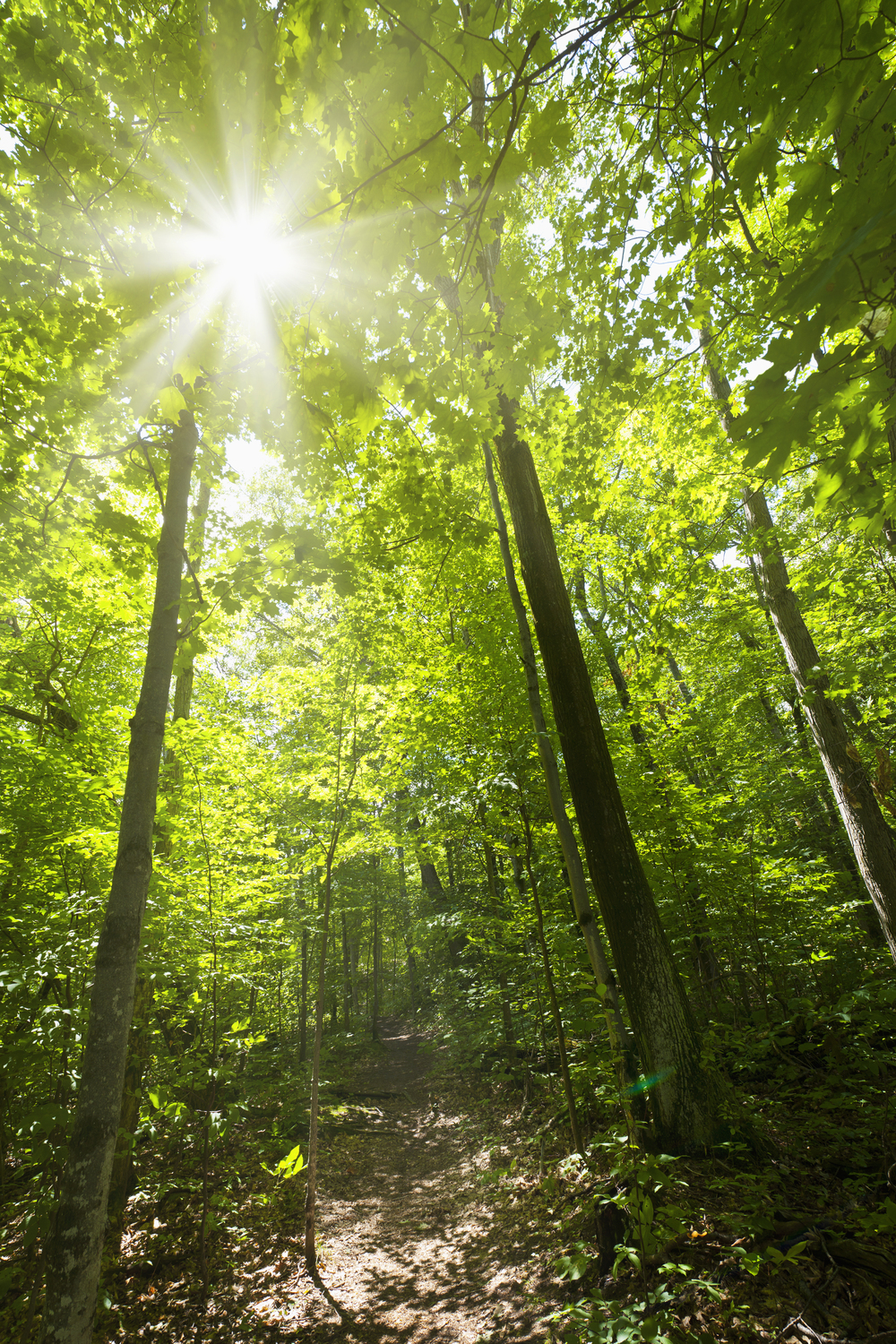 Solstrålar lyser genom täta gröna träd i en skog med en smal stig på marken.