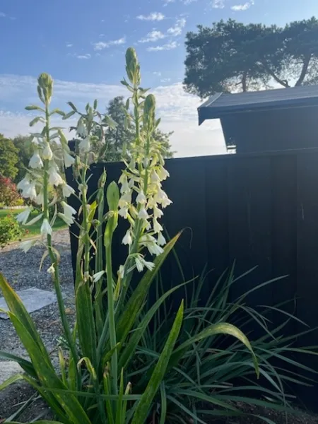 Höga, vita blommor med långa gröna blad framför ett svart staket i en trädgård.