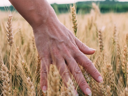 En hand rör vid gyllene vetestrån på ett fält under en ljus sommardag.