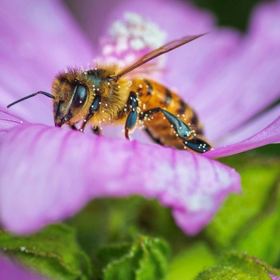 En närbild av ett bi som sitter på en lila blomma och samlar nektar.