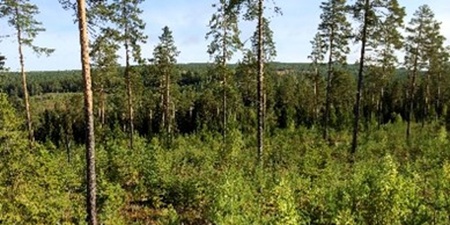 Utsikt över en skog med höga tallar och tät undervegetation under en klar himmel.
