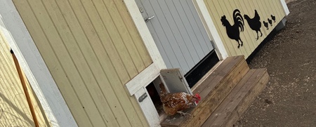 Ett gult hönshus med en höna på rampen, siluetter av tupp och kycklingar på väggen.