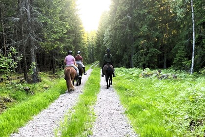 Tre personer rider på hästar längs en grusväg genom en grön skog i solljus.