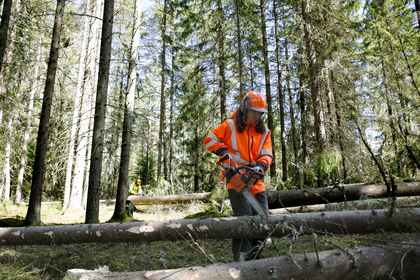 En person i orange skyddskläder sågar ned ett träd med motorsåg i en skog.