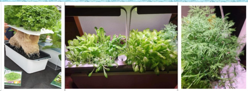 Tre bilder visar olika hydroponiska odlingssystem med frodiga gröna örter och sallad.