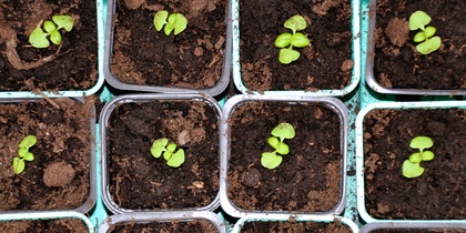 Flera små plantor växer i separata krukor fyllda med jord, sedda uppifrån.