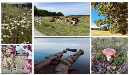 Kollage med sommaräng, kor på bete, ekträd, slott med blommor, brygga i sjö och flugsvamp i gräs.