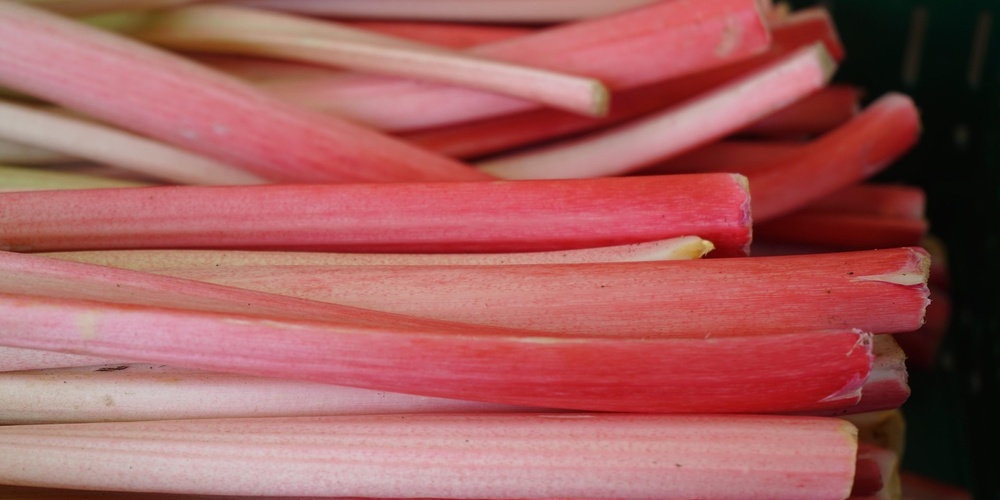 Närbild av flera rosa och röda rabarberstjälkar staplade på varandra.