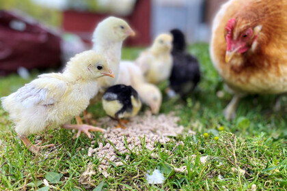 Flera kycklingar och en höna pickar mat på gräs utomhus.