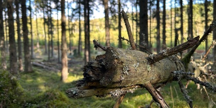 En omkullfallen trädstam med grenar i en solbelyst granskog.