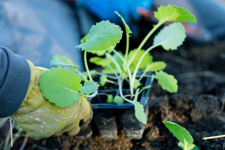 En person med handskar planterar små plantor i jord utomhus.