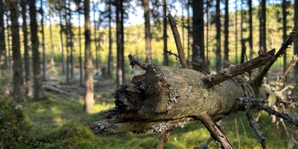 En omkullfallen trädstam med grenar i en solbelyst granskog.