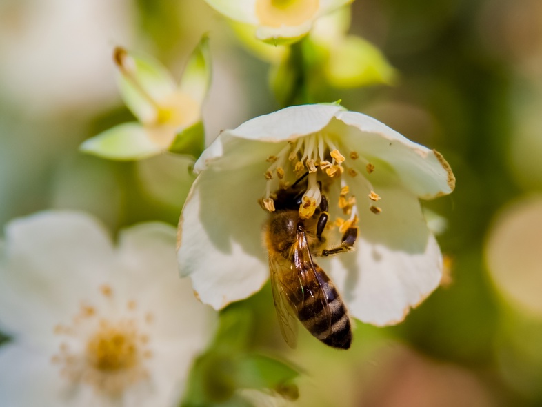 Ett bi samlar nektar från en vit blomma i närbild, med suddig grön bakgrund.