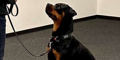 En rottweiler sitter framför en person i träningsmiljö med en skylt som visar sitt-kommandon.