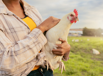 En person håller en vit höna i famnen på en grön äng under en solig himmel.