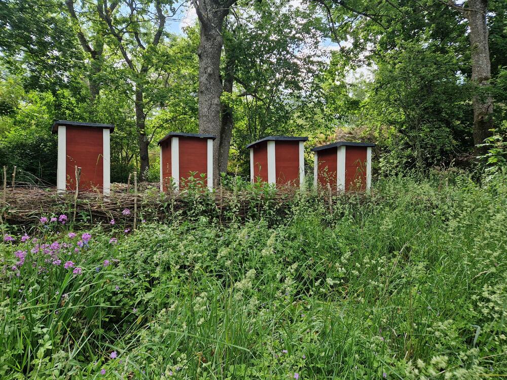 Fyra röda bikupor står i en grönskande skogsmiljö med högt gräs och lila blommor i förgrunden.