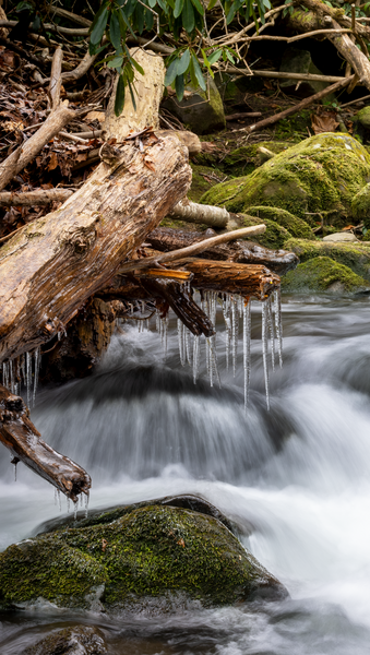En forsande bäck med isbildning på grenar och mossiga stenar i en skogsmiljö.