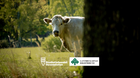 En vit ko står på en grön äng och tittar fram bakom ett träd. Logotyper för Studieförbundet Vuxenskolan och LRF syns.