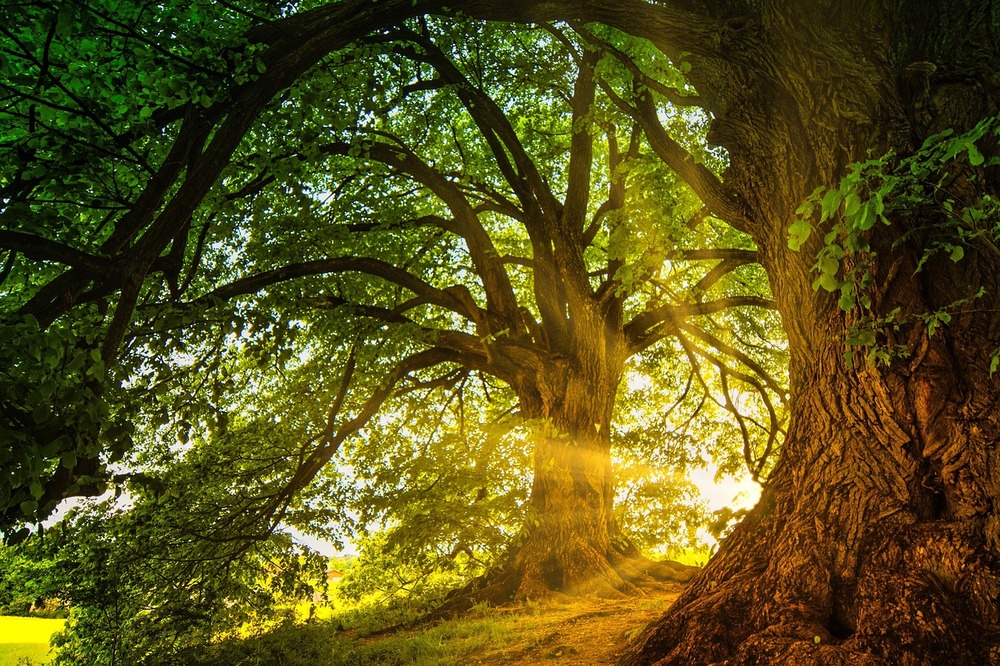 Träd i en skog där solen lyser in.
